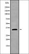 Hydroxysteroid 17-Beta Dehydrogenase 12 antibody, orb338301, Biorbyt, Western Blot image 
