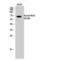 Nuclear Factor, Erythroid 2 Like 2 antibody, LS-C387614, Lifespan Biosciences, Western Blot image 