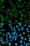 Emerin antibody, orb49026, Biorbyt, Immunofluorescence image 