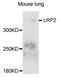 LDL Receptor Related Protein 2 antibody, PA5-76470, Invitrogen Antibodies, Western Blot image 