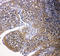Cytochrome B-245 Beta Chain antibody, LS-C312824, Lifespan Biosciences, Immunohistochemistry paraffin image 