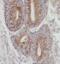 Transmembrane Protein 74B antibody, FNab01088, FineTest, Immunohistochemistry paraffin image 