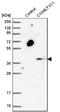 C1GALT1 Specific Chaperone 1 antibody, NBP1-88478, Novus Biologicals, Western Blot image 