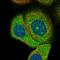 DnaJ Heat Shock Protein Family (Hsp40) Member A2 antibody, HPA049789, Atlas Antibodies, Immunocytochemistry image 