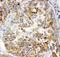 Glutamate-Cysteine Ligase Catalytic Subunit antibody, LS-C344053, Lifespan Biosciences, Immunohistochemistry frozen image 