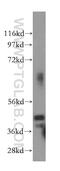 RNA Polymerase III Subunit D antibody, 15339-1-AP, Proteintech Group, Western Blot image 