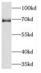 Kinesin Light Chain 2 antibody, FNab04595, FineTest, Western Blot image 