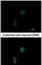 CDKN1A Interacting Zinc Finger Protein 1 antibody, PA5-27625, Invitrogen Antibodies, Immunofluorescence image 