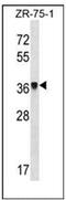 FSHD Region Gene 1 antibody, AP51724PU-N, Origene, Western Blot image 