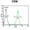 Zinc Finger MYND-Type Containing 10 antibody, abx026601, Abbexa, Western Blot image 