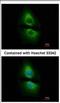 PSA antibody, NBP2-19973, Novus Biologicals, Immunocytochemistry image 