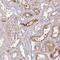 Cortexin 2 antibody, NBP2-30534, Novus Biologicals, Immunohistochemistry paraffin image 