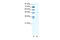 DEK antibody, 31-159, ProSci, Enzyme Linked Immunosorbent Assay image 