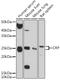 C-Reactive Protein antibody, GTX32481, GeneTex, Western Blot image 