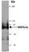 Sperm Antigen With Calponin Homology And Coiled-Coil Domains 1 antibody, PA1-16609, Invitrogen Antibodies, Western Blot image 