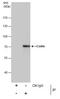 Coilin antibody, PA5-29531, Invitrogen Antibodies, Immunoprecipitation image 