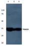 TNFRSF1A Associated Via Death Domain antibody, A02785-2, Boster Biological Technology, Western Blot image 