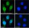 Histone Deacetylase 1 antibody, LS-C154779, Lifespan Biosciences, Immunofluorescence image 