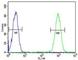 T Cell Immunoreceptor With Ig And ITIM Domains antibody, F40788-0.4ML, NSJ Bioreagents, Western Blot image 