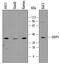 Dual Adaptor Of Phosphotyrosine And 3-Phosphoinositides 1 antibody, AF7024, R&D Systems, Western Blot image 