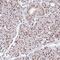 Endonuclease 8-like 1 antibody, HPA054084, Atlas Antibodies, Immunohistochemistry frozen image 