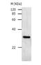 PCNA antibody, TA321511, Origene, Western Blot image 