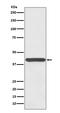 Haptoglobin antibody, M00062, Boster Biological Technology, Western Blot image 