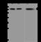 KH RNA Binding Domain Containing, Signal Transduction Associated 1 antibody, 201987-T46, Sino Biological, Western Blot image 