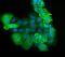 S100 Calcium Binding Protein A9 antibody, PB9677, Boster Biological Technology, Immunofluorescence image 