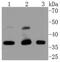 Cyclin Dependent Kinase 9 antibody, NBP2-67811, Novus Biologicals, Western Blot image 