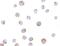 T Cell Immunoglobulin And Mucin Domain Containing 4 antibody, A06637-1, Boster Biological Technology, Immunocytochemistry image 