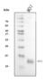 Trefoil factor 1 antibody, A01391-4, Boster Biological Technology, Western Blot image 