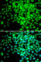 RNA Polymerase II Subunit F antibody, 18-328, ProSci, Immunofluorescence image 
