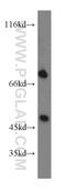 Protein Tyrosine Phosphatase Non-Receptor Type 11 antibody, 20145-1-AP, Proteintech Group, Western Blot image 