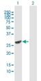 Flavin Containing Dimethylaniline Monoxygenase 5 antibody, H00002330-B01P, Novus Biologicals, Western Blot image 