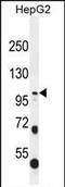 Collagen Type XXI Alpha 1 Chain antibody, PA5-35105, Invitrogen Antibodies, Western Blot image 