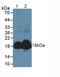 Natriuretic Peptide A antibody, LS-C697972, Lifespan Biosciences, Western Blot image 