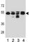 Tubulin Beta 8 Class VIII antibody, F42844-0.4ML, NSJ Bioreagents, Western Blot image 