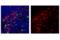 Programmed Cell Death 1 antibody, 61237S, Cell Signaling Technology, Flow Cytometry image 