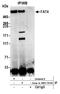 FAT Atypical Cadherin 4 antibody, NBP2-78795, Novus Biologicals, Immunoprecipitation image 