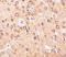 C1q And TNF Related 4 antibody, NBP1-76629, Novus Biologicals, Immunohistochemistry paraffin image 