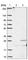 Ankyrin Repeat Domain 39 antibody, HPA042678, Atlas Antibodies, Western Blot image 