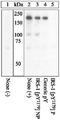 Insulin Receptor Substrate 1 antibody, 44-822G, Invitrogen Antibodies, Western Blot image 