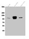 Glutamate Ionotropic Receptor Delta Type Subunit 2 antibody, A05305-2, Boster Biological Technology, Western Blot image 