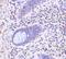 Leucine Rich Repeat Containing 1 antibody, NBP1-76678, Novus Biologicals, Immunohistochemistry paraffin image 