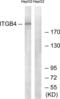 Integrin Subunit Beta 4 antibody, abx012831, Abbexa, Western Blot image 