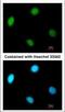 Replication Factor C Subunit 2 antibody, 56253, QED Bioscience, Immunofluorescence image 