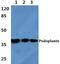Podoplanin antibody, PA5-37285, Invitrogen Antibodies, Western Blot image 