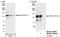 Squamous cell carcinoma antigen recognized by T-cells 3 antibody, NB100-74648, Novus Biologicals, Western Blot image 