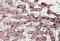 Sterol Carrier Protein 2 antibody, MBS421938, MyBioSource, Immunohistochemistry paraffin image 